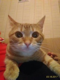 С теплотрассы забрали, было месяца 4, сейчас у нас уже пять месяцев, ласковый очень, любимец нашей семьи