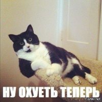 Из Томска до Омска кошка проехала под капотом Скорой помощи