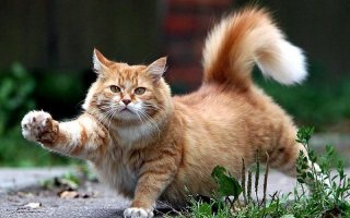 Его нашли на дне мусорного бака, он едва умещался в ладони