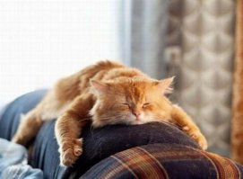 Его нашли на дне мусорного бака, он едва умещался в ладони