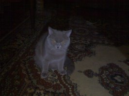 Кузя (паштет) с первых минут жизни искуственник. 2 недели бессоных ночей... Мама кошка умерла при родах. Сейчас живет с нами