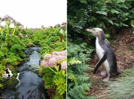 Милейшие создания - пингвины