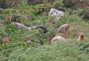 Милейшие создания - пингвины