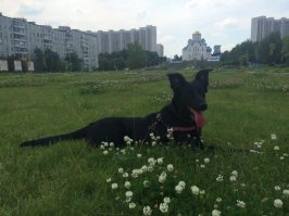 У меня двое) Было бы место, еще бы завела. Это такое счастье и искренняя радость!