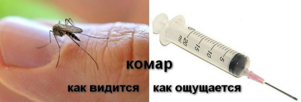 8 убийственных ароматов против комаров