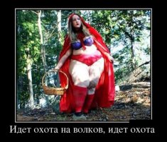 На серых хищников, матёрых и щенков