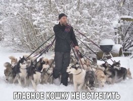 Трое-четверо собак в доме - каково это?