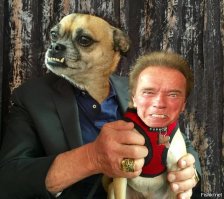 Домашний питомец пародирует Арнольда Шварценеггера.