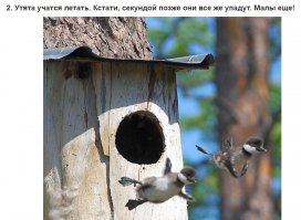 На фото утята не учатся летать, а просто покидают гнездо. 
Гоголь лесная утка, которая гнездится в основном в дуплах. :)