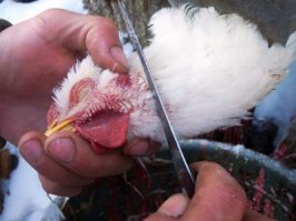 Она погибла за то, что бы ты разбрасывал перья:)