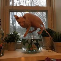 такими кошками алкоголизм хорошо лечить...