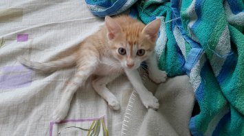 Моя Шу) В 2,5 месяца (такая смешная !) и в 2,5 года (охотница, которая сидя на балконе умудряется ловить птиц или летучих мышей)