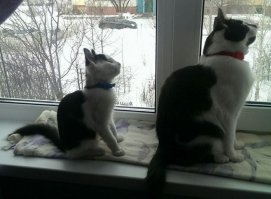 Теперь в доме у нас живет два замечательных кота, которые безумно похожи друг на друга!
______
Как так?