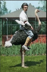 Как я выращивал страуса
_____________