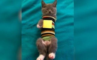 Блин, я думал, что за жесть там у неё, что на картинке спрятали за жёлтым квадратом. Это жёлтый стикер...