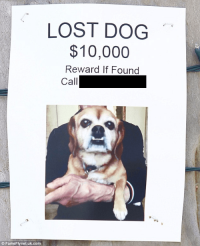 Всё равно поступок плохой - ПРОДАТЬ ДРУГА.Очень сомневаюсь, что Сталлоне прям неделю ничего не ел и умирал с голоду, что пришлось продать собаку.Да даже бомжи (без дохода вообще) никогда бы так не поступили.Короче, я немного разочарован в Сильвестре.
------------
1) А Баткус увековечен не только в фильме - но и в "пластике".
-----------
2) У Рокки в шестой части тоже,кстати, был пёс!
-----------
3) А вообще Сталлоне заядлый собачник, собаки у него были и есть всегда.  В апреле 2013 у Сталлоне пропал пёс и за него Слай давал аж 10.000$.
----------
4)  Ещё у него есть шпиц по кличке Ферги.