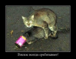 Прикольные котейки