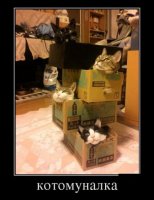 Котики любят коробки