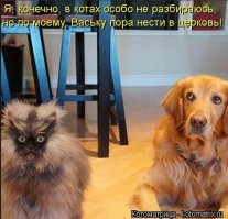 Прикольные котейки