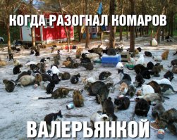 8 убийственных ароматов против комаров