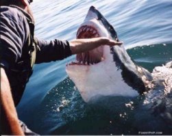 Читал не так давно где-то о том, что группа долбанатиков пыталась приручить белую акулу и в процессе этого акула откусила одному из приручателей руку. Приручилась, так сказать:). Так вот повезло ему, что только руку, а не голову...