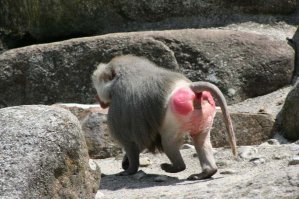 Макаки Красножопые:
