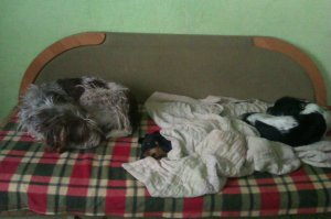 ну, у меня четверо пёсочек и жЫрный кот)) ничо, прикольно живем. порой конечно ору - достаааали вы меня всеее!!! но в душе понимаю, что дороги они мне)) такса, спаниелина, болонка и трехногая дратхаарина. болонка, дратиха и кот - подобрашки. все со своими историями тяжкими, всех выхаживали, не питая особых надежд, что получится... они платят за всё сторицей. ни о чем не жалею)
