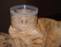 Котики любят коробки