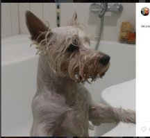 Делимся фотографиями купания наших домашних любимцев