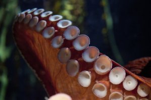 Стать королевой можно во всем