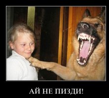 Забавные морды собак после наркоза