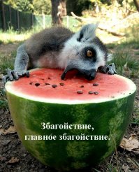 20 прелестных животных, которые просто обожают арбузы