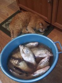 Прикольные котейки