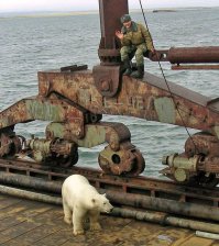 Жизнь дикой природы в большом городе