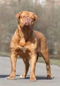 Бульмастиф по-моему)
Ещё классные бордоские доги, тот  который из "Тернер и Хуч")))