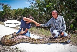 Охотники на змей поймали во Флориде пятиметрового питона!