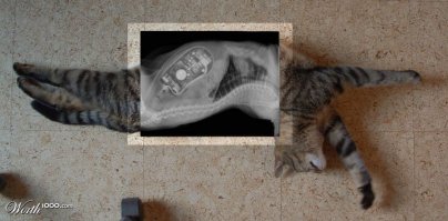 15 удивительных находок, обнаруженных в желудках животных