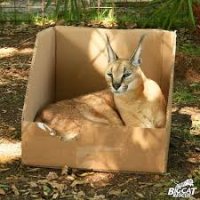 Котики любят коробки