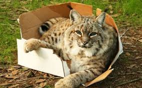 Котики любят коробки