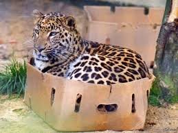 Котики любят коробки