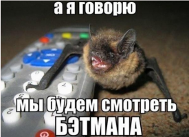 Любопытные и, возможно, ещё неизвестные вами факты о летучих мышах