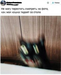 Коты, которые очень хотели попасть в кадр