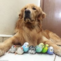 Птичек шесть, бля..ть!
