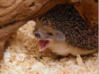 Пара из Глазго потратила все свои накопления на надувную пасхальную сказку