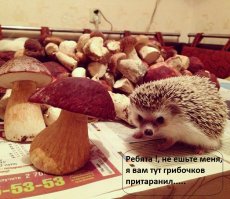 Немного прикольных картинок из сети