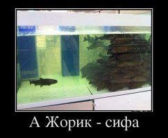 Это был не их день!