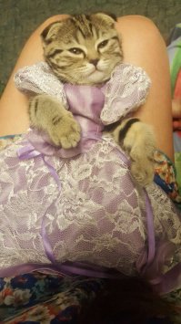 Животные, которые живут с детьми, попадают в рай без очереди