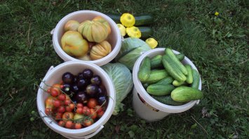 Вот вам еще натюрморт, для сравнения их размера.