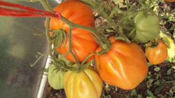 Нам еще понравился сорт   "Сто пудов" и "Чудо земли"