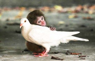 Трогательные примеры дружбы между такими разными животными